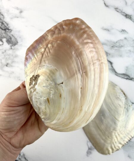 Perlemuslingeskal med naturlig perlemor til Palo Santo, Hvid Salvie og røgelse